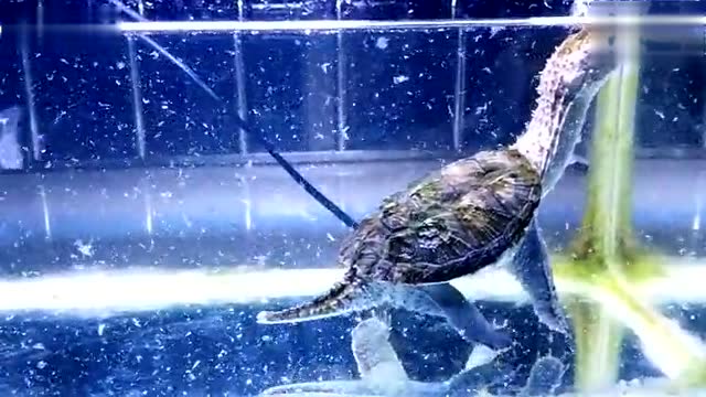 鳄龟 vs 食人鱼 吊打无压力