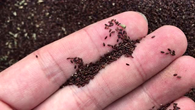 荆芥种子 中药材种子