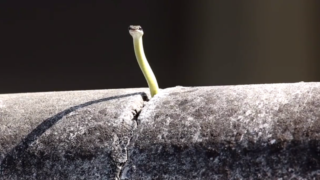 石头缝里钻出铅笔大小的蛇,好萌又好可爱