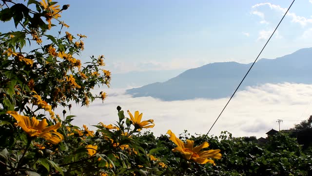 鸟鸣山更幽,清脆的鸟鸣衬得旧城的云海更加幽静