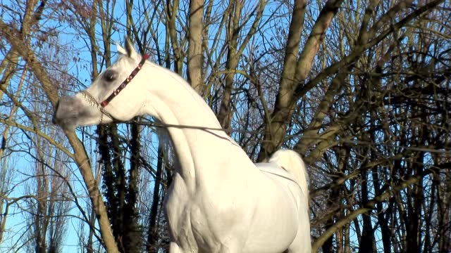 纯埃及系阿拉伯种公马al adeed al shaqab