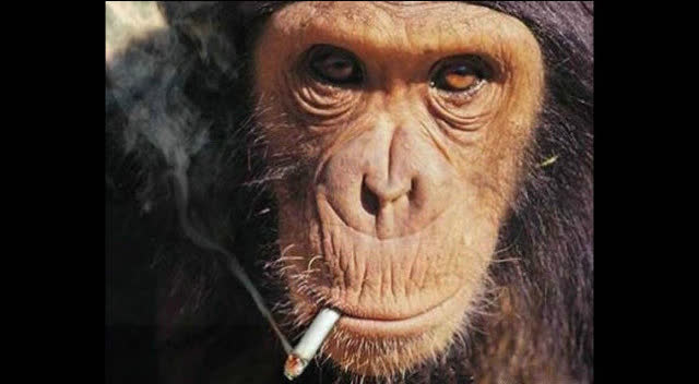 搞笑图片猴子吸烟图片