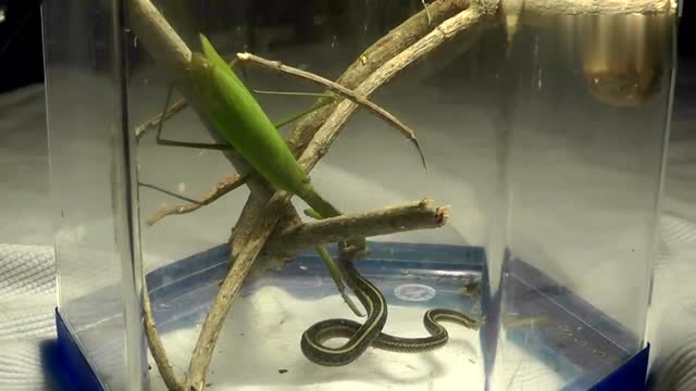 螳螂vs蛇,真正的螳螂拳!