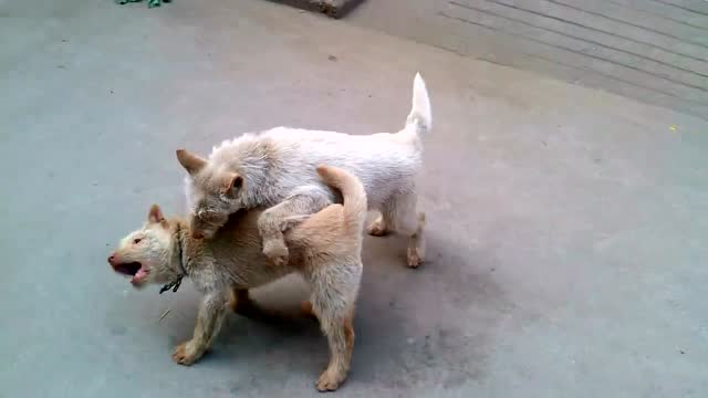 中华名犬下司犬狗狗打架萌死人了