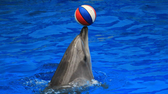 这海豚表演也是绝了,人人拍手叫好