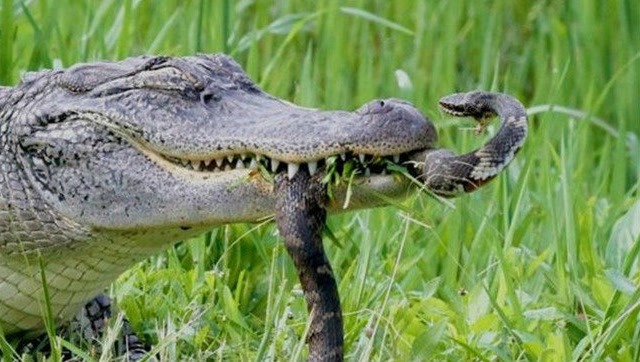 当剧毒黑曼巴蛇遇上鳄鱼,会发生什么?