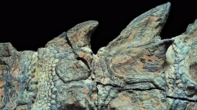 加拿大近日推出的最新恐龙木乃伊