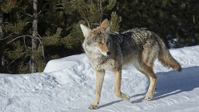 两只郊狼捕杀美洲獾 狼刚开始信心满满,大战不够两回合蒙圈了