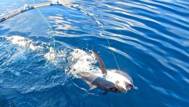 水上运动-如何在海上叉鱼之7