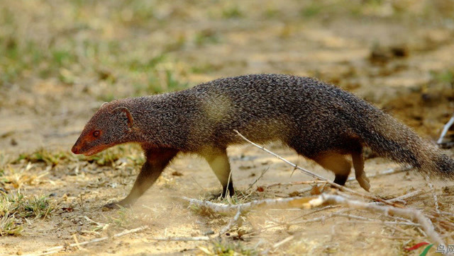 毒蛇作死挑衅蛇獴,结果哼都没哼一声,脑袋就被咬没了!