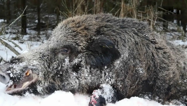 野猪狩猎比赛,300斤的大野猪也在劫难逃!