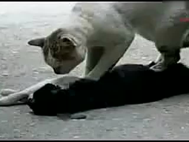 一只感动了亿万人的猫
