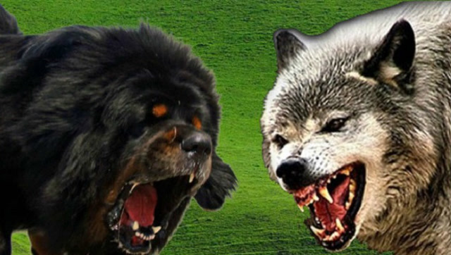 藏獒vs野狼跑慢点命都没了还说什么一獒战三狼