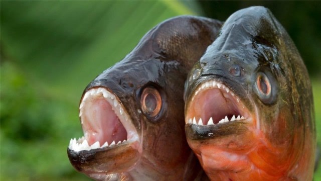 亚马逊河最恐怖的动物图片