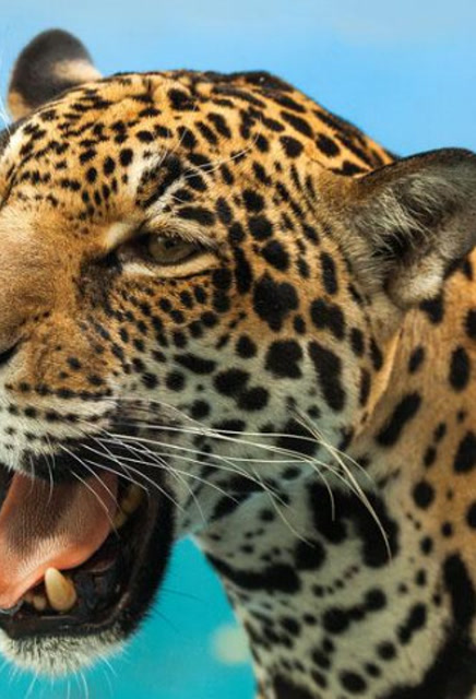 美洲豹的叫声竟然如此吓人反差萌太可爱了吧