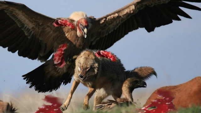 老鹰捕食瞬间抓拍!被羚羊狂虐,却抓住了狼!