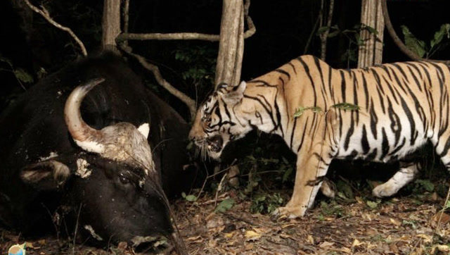 老虎和白肢野牛对峙,敌不动我不动,看谁先动?