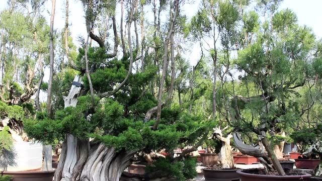 杨贵生盆景园欣赏