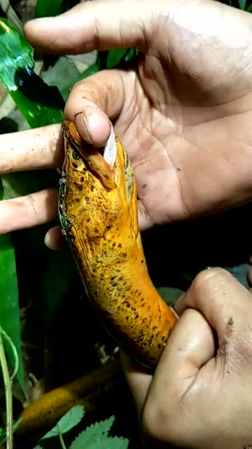 男子用手指钓黄鳝,果然被黄鳝咬伤了