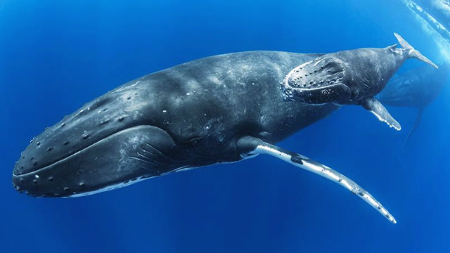 实拍虎鲸追捕座头鲸,一番较量后,小座头鲸被杀死