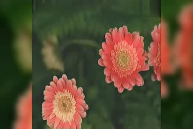 河南曲剧《铡赵王》选段 人称我相府女老包 伴奏曲