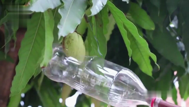 废品再利用:用矿泉水瓶自制摘芒果的工具