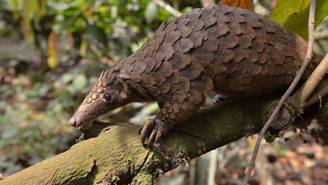 非洲穿山甲食蚁兽犰狳是世界上唯一靠两只腿走路的动物