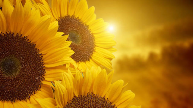 天生爱沾花惹草,女孩们要看清这四个生肖男!