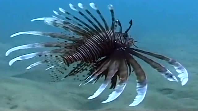 拟态章鱼的惊现七十二变模仿海蛇等危险生物以求自保