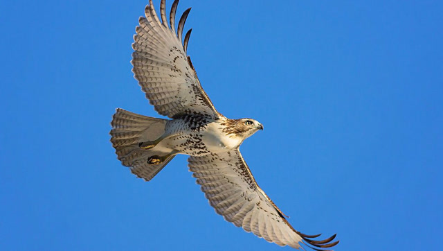 空中之王金雕与老鹰大战,谁胜谁负就在此刻!  木偶娃娃的伤心