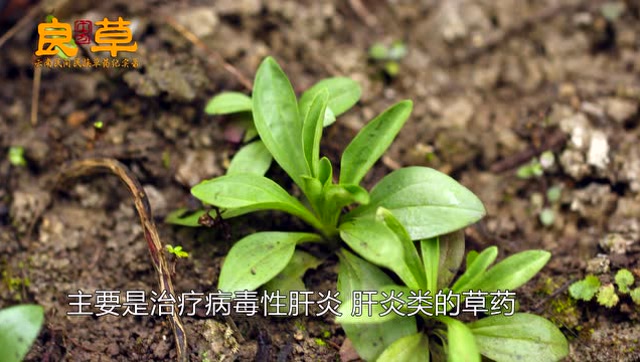 小龙胆草,治疗乙肝,黄胆肝炎,常见的草药