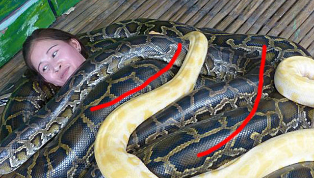 100米长眼镜蛇惊现瀑布,3秒吞食男子,惊险!