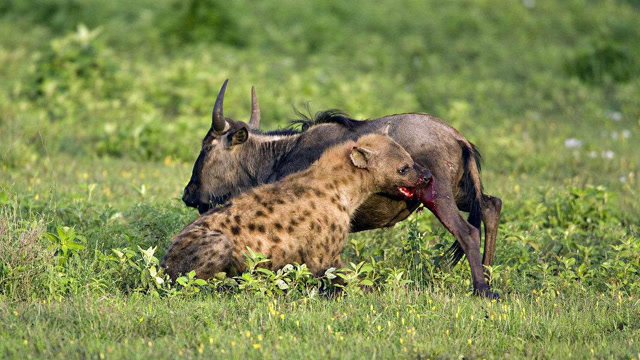 刚出生的小角马遭凶残狡猾的鬣狗群围攻