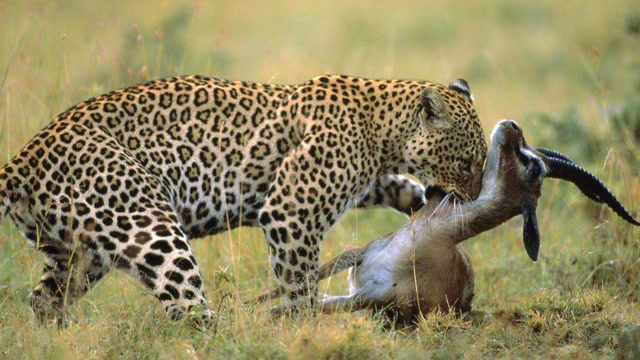 多种食肉动物杀戮集锦,精彩镜头不断