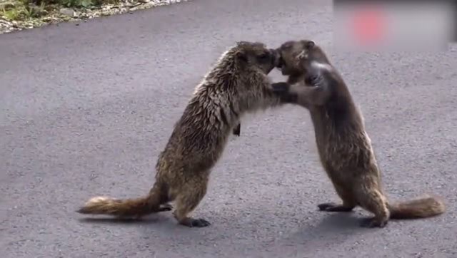 两只土拔鼠打架,最后那个后踢腿是练过的吗?