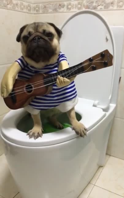狗狗站马桶上弹吉他,有才华在那都是舞台
