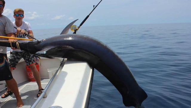 海钓:拖钓巨型剑鱼重达311磅