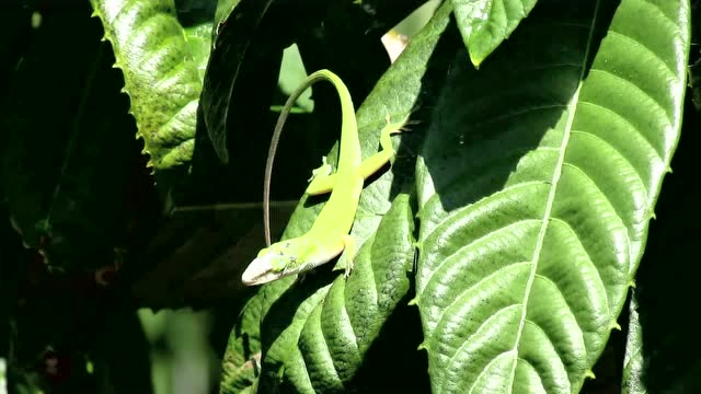 树栖型蜥蜴 绿安乐蜥 又称卡罗莱纳安乐蜥 嫩绿色真好看