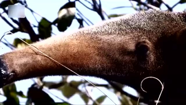 大食蚁兽有着超长的舌头,吸食白蚁有绝招