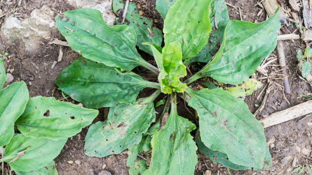 青蛙草对人体大有好处城里人找不到农村人不认得太可惜了