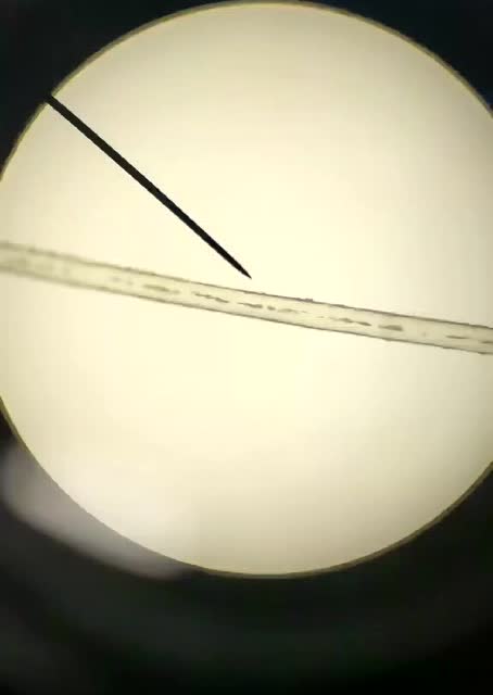 大家都看看显微镜下白头发和黑头发的区别吧