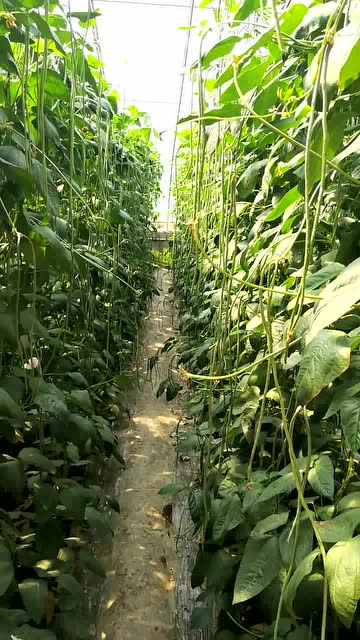赵圈镇胡唐村王彬豆角粗长产量高叶子厚绿壮