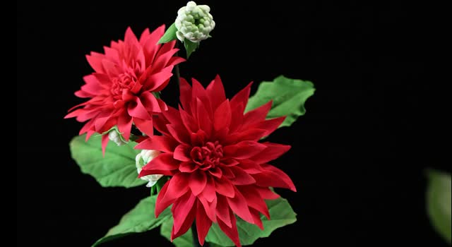 周毅食品雕刻手工捏塑花卉--大丽花