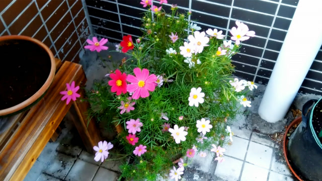 盆栽矮杆波斯菊,2天发芽两月爆盆,这个时候不种,有点可惜了