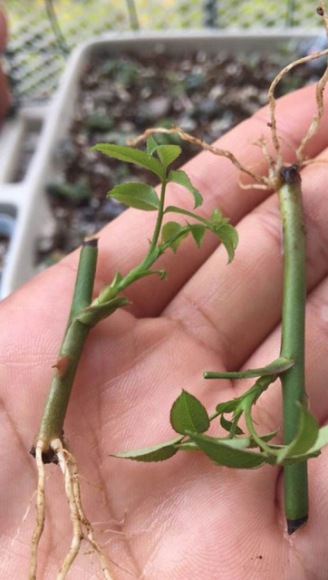 月季扦插最简单的办法,就这样插在土豆上就行了,花农亲授!