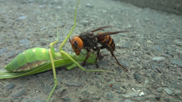 印象中凶猛地螳螂遇上个马蜂竟一点还手的余地都没有