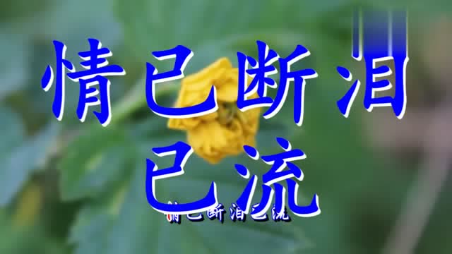 一首催泪伤感歌曲情已断泪已流太伤感,不知唱哭了多少人