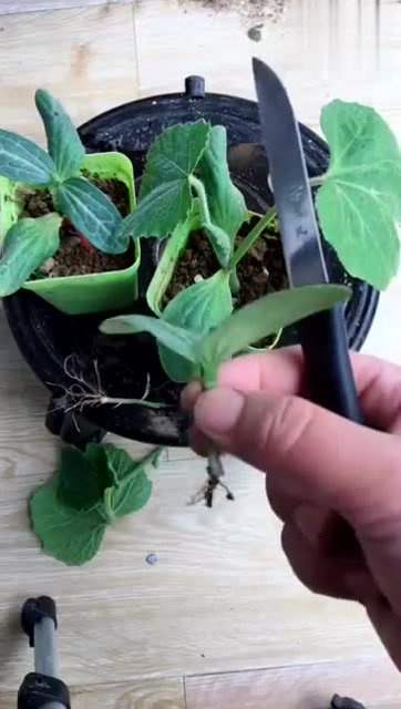 南瓜嫁接黄瓜,难得一见!