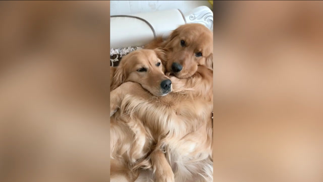 金毛妞妞和欢欢的关系真好,看看这动作,哈哈!