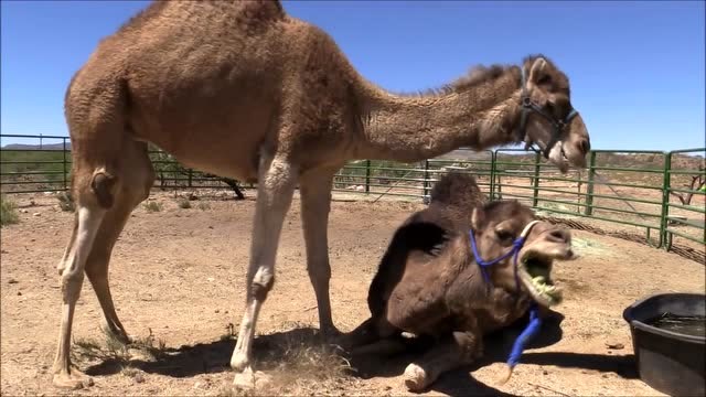骆驼打架你不一定见过,激烈场面,真以为它们要拼命!